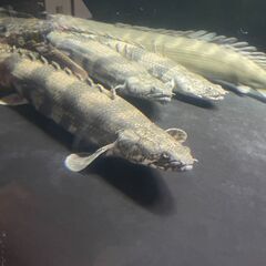 【お取引先が決まりました】ポリプテルス・エンドリケリー②の画像