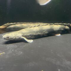 【お取引先が決まりました】ポリプテルス・エンドリケリー②の画像