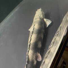 【お取引先が決まりました】ポリプテルス・エンドリケリー②の画像