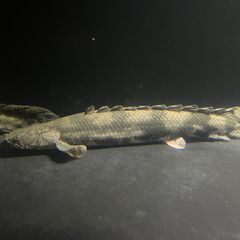 【お取引先が決まりました】ポリプテルス・エンドリケリー②の画像