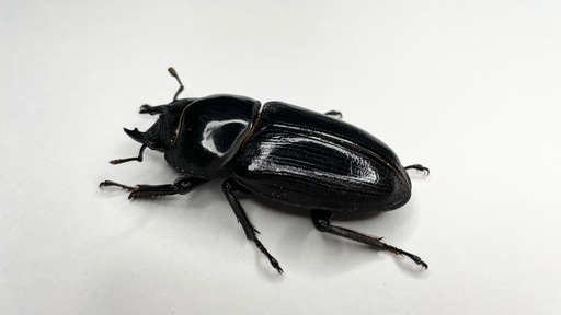 能勢SRオオクワガタ使用済み♀