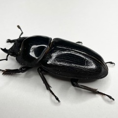 能勢SRオオクワガタ使用済み♀の画像
