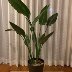 極楽鳥花の鉢植え