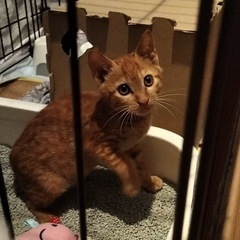 里親さま決まりました