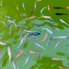 購入者様決定済み　めだか　ミックス　30匹　 ②の画像