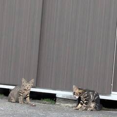 【この募集については終了です。ご検討いただいた皆様、ありがとうございました】交渉中のため、一時受付を止めます。(子猫２匹は行き先が決まりました→今、二人目の方と調整中です。)【分水】母猫１匹、雄猫１匹、１歳程度が１匹 - 燕市