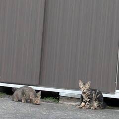 【この募集については終了です。ご検討いただいた皆様、ありがとうございました】交渉中のため、一時受付を止めます。(子猫２匹は行き先が決まりました→今、二人目の方と調整中です。)【分水】母猫１匹、雄猫１匹、１歳程度が１匹 - 猫