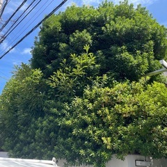 剪定・伐採・抜根