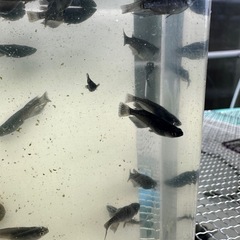 メダカ【黑天幻龍】ノーマルアイ若魚　１０匹(ブルーアイ.RLF因子持ち)の画像