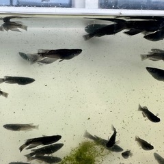 メダカ【黑天幻龍】ノーマルアイ若魚　１０匹(ブルーアイ.RLF因子持ち)の画像