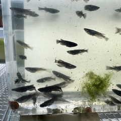 メダカ【黑天幻龍】ノーマルアイ若魚　１０匹(ブルーアイ.RLF因子持ち)の画像