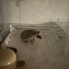 ハリネズミの里親募集します
