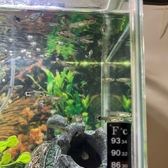 グッピー(5匹)の画像