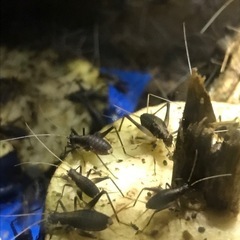 スズムシの幼虫を差し上げます(無料)