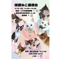 8月18日日曜日保護猫譲渡会のお知らせ