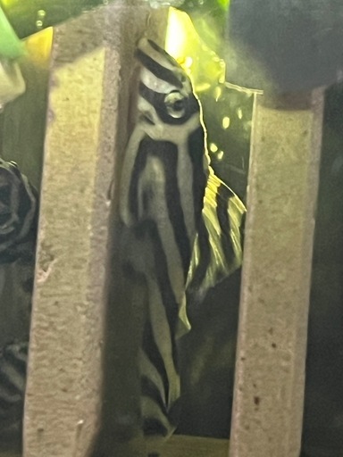 北海道一部発送可能　インペリアルゼブラプレコ　5.0センチ〜