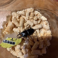 コクワガタ 新成虫 オス メス
