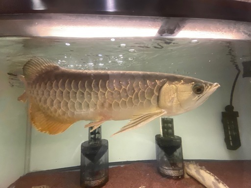 熱帯魚