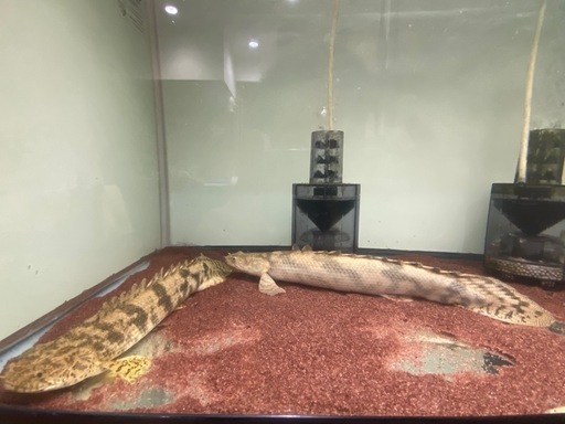 熱帯魚