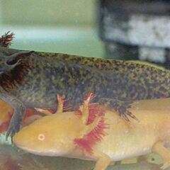 ウーパールーパー　各色　10cm～15cm