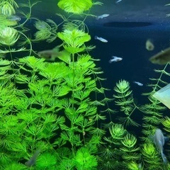 ✨レッドグラスグッピー稚魚10匹✨の画像