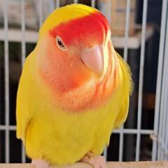 グループLINE　小鳥部屋メンバー募集中！その他エキゾチックアニマルお好きな方もぜひ！ − 千葉県