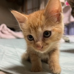 生後１ヶ月半くらいの猫ちゃん里親さん募集！