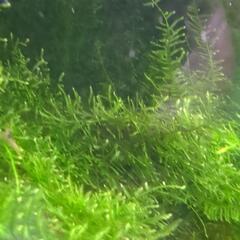 無農薬　水草　ウィローモス　50g
