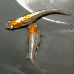 🐟【ダイアナ妃】稚魚15匹🐟　メダカの画像