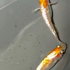 🐟【ダイアナ妃】稚魚15匹🐟　メダカの画像