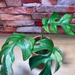 斑入りヒメモンステラ※(" Rhaphidophora tetr...