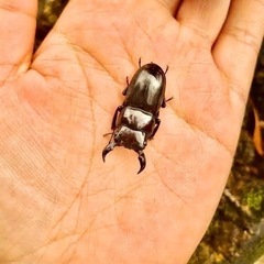 ヒラタクワガタ♂かわいいミニサイズ⭐️夏休み特別価格セール💫残り...