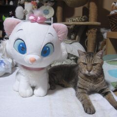 マリーちゃんぬいぐるみの画像