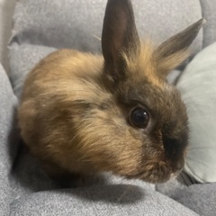 ライオンラビット×ミニウサギ　　ゲージ付き