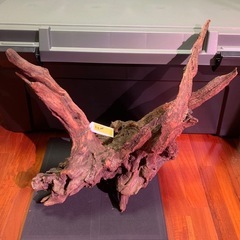 流木①