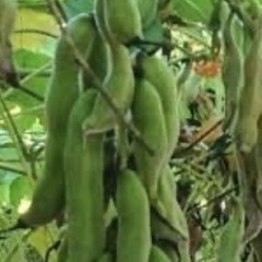 驚異のスーパーフード「ムクナ豆」の苗の画像