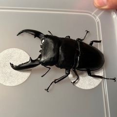 ペア★パラワンオオヒラタクワガタB品