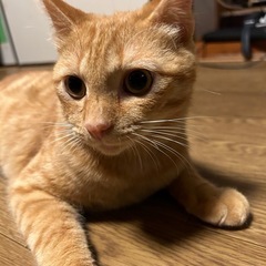 今月僕は引っ越します🐱新しいご家族決まりました🐱💕