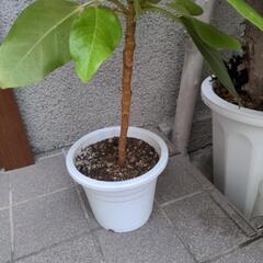 観葉植物  アルテシーマ   ガーデニングの画像