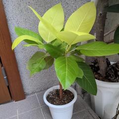 観葉植物  アルテシーマ   ガーデニングの画像