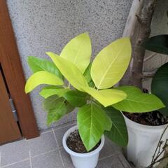 観葉植物  アルテシーマ   ガーデニング