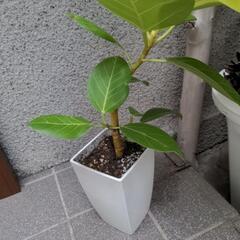 アルテーシーマ  観葉植物  ガーデニングの画像
