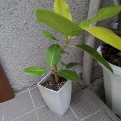 アルテーシーマ  観葉植物  ガーデニングの画像