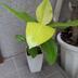 ランキングキーワードに紐づく投稿画像-観葉植物