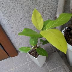 アルテーシーマ  観葉植物  ガーデニングの画像