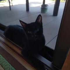 黒猫 - 安中市