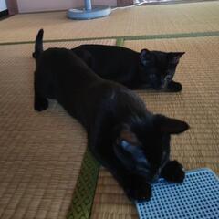 黒猫 − 群馬県