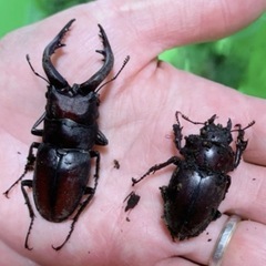 【最短即日渡し可】ノコギリクワガタ 成虫 オス メス  　コクワ...