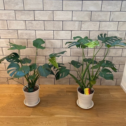モンステラ　観葉植物　植物