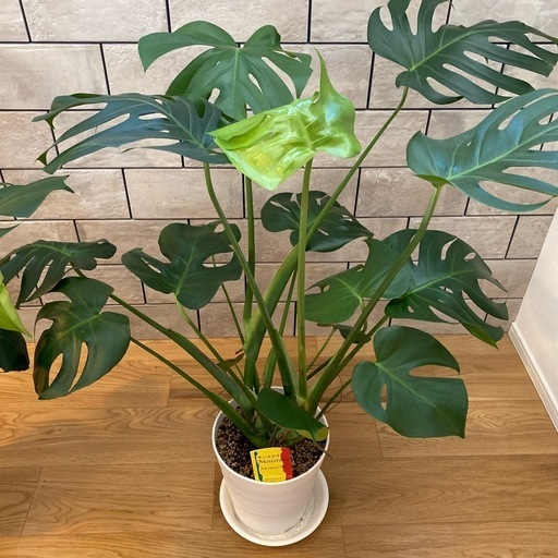 モンステラ　観葉植物　植物